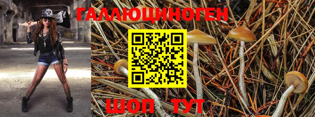 Галлюциногенные грибы прущие грибы  Псилоцибиновые грибы Cubensis  Моздок  цена   Вход с VPN 